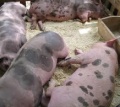 Неприятная новость в отрасли разведения свиней