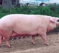Ландрас – самая высокопродуктивная порода свиней