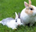 Просроченный корм для кроликов