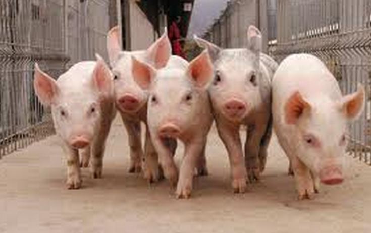 Неприятная новость в отрасли разведения свиней
